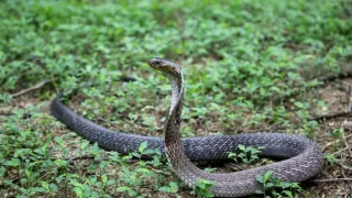 '50,000 Die Of Snake Bite Every Year': BJP MP In Lok Sabha Flags Alarming Mortality Rate In Country